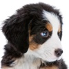 Bernese Mountain Dogs