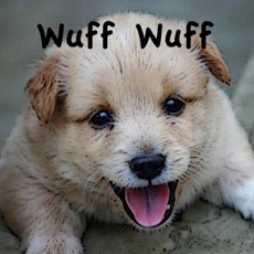 Activities of Wuff Wuff