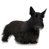 Scotties - Scottish Terrier Dog Breed Fun