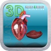 3D Heart and Blood Circulation