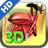 3D Human Tongue HD