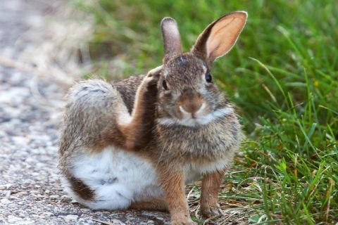 Rabbit** screenshot-4