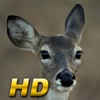 Hunt Call Pro HD for iPad