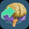 FINR Brain Atlas