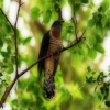 Cuckoo Birds - Zoologists and Taxonomists Dream