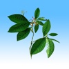 Herbal Encyclopedia