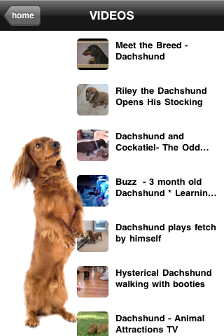 Dachshunds - Weiner Dog Fun screenshot 3