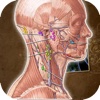 Lymphatic System Anatomy