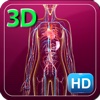 3D Medical Human Circulation Sytem HD