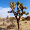 iJoshuaTree