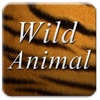 Animals App