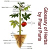 Glossary of Herbs by Plant Parts