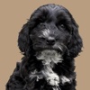 You and Your Cockapoo – The Essential Guide