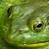 Frog Slide