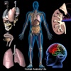 Human Anatomy Ultimate (A-z)
