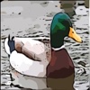Waterfowl Hunting - Duck Calls For Your Phone or Tablet