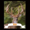 Trophy Buck HD