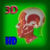 3D Human Head Muscle_HD