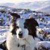 Amazing Collie iSlider Puzzles