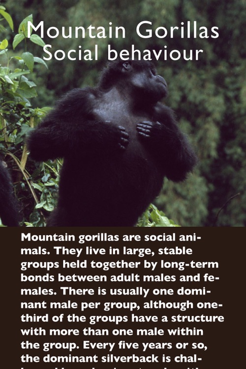 Rwanda Primates