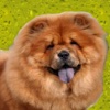 Chow Chows Revealed - All About Chow Chows