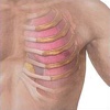 Thoracic Wall Anatomy