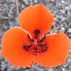 Joshua Tree National Park Wildflowers