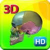 3d Human Skeleton Skull Pro