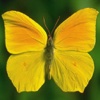 Butterfly Wallpapers HD