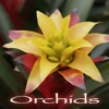 Lovely Orchid Pictures
