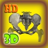 3D Human Skeleton Hip Pro