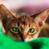 Abyssinian Cat