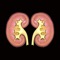 Four applications to help physicians and patients with chronic kidney disease calculate the glomerular filtration rate, predict outcomes based upon level of disease, degree of impairment and associated co-morbidities