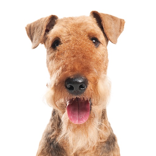 Befriending Dogs - Airedale terrier icon