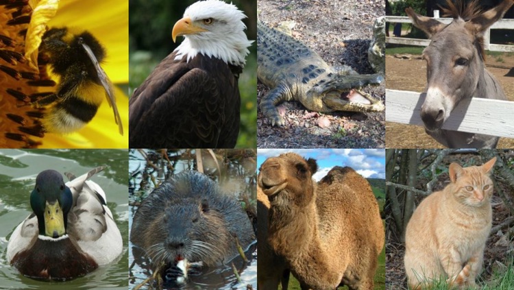 Explore the Animal Kingdom