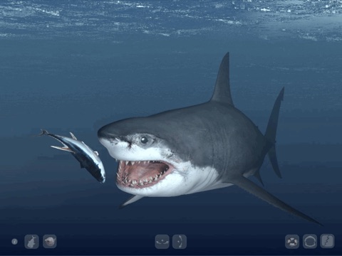 Talking Great White HD - for iPad screenshot 2