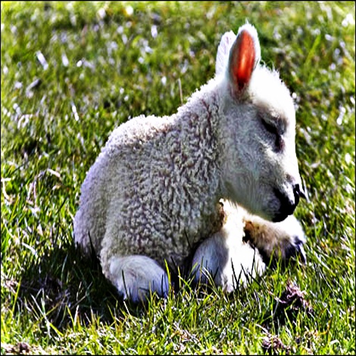 Lamb s -  Soft Animals that Babies Love