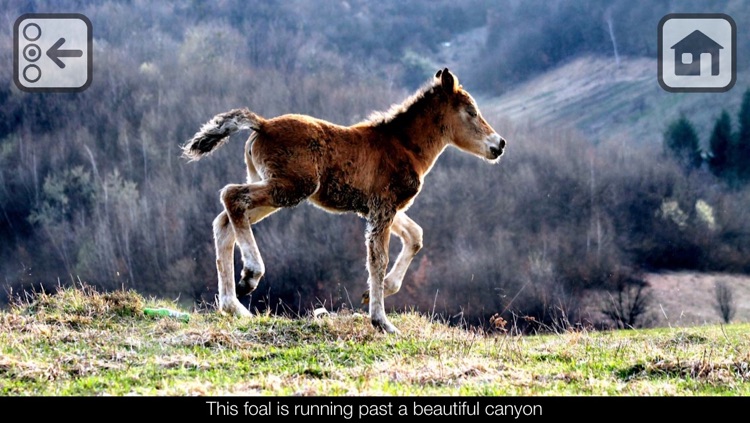 100 Things: Farm Animals – Video & Picture Book for Toddlers