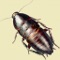 Turn your iPhone or iPod Touch into a mobile field guide to urban pests with iPest1