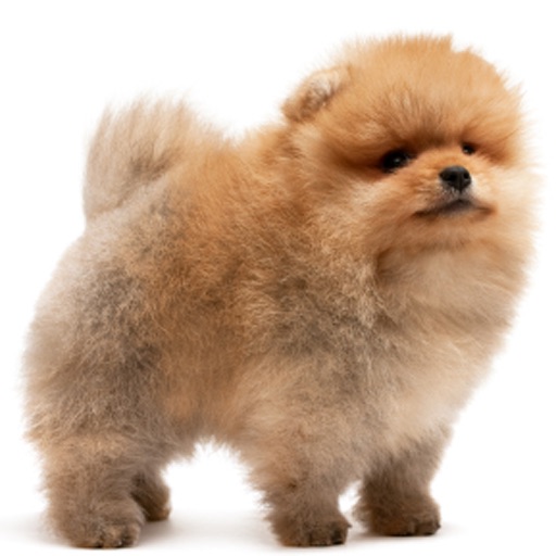 Pomeranians - Toy Dog Fun icon