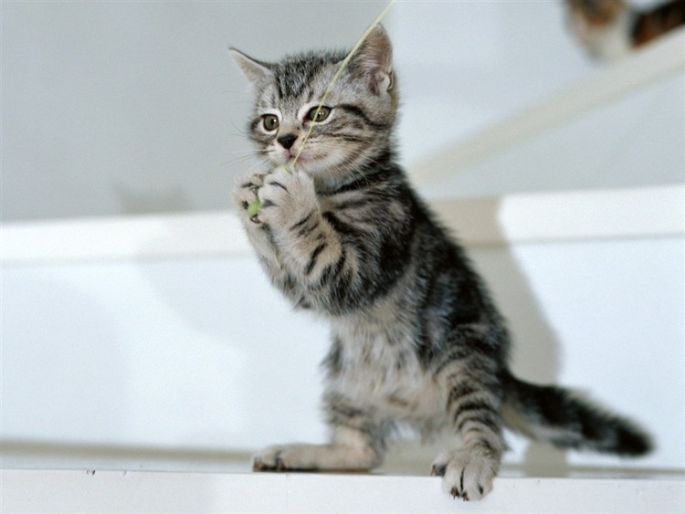 Cute Kitty Wallpaper