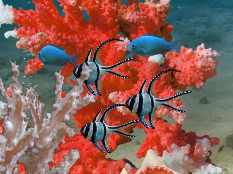 MyReef 3D Aquarium HD screenshot 3