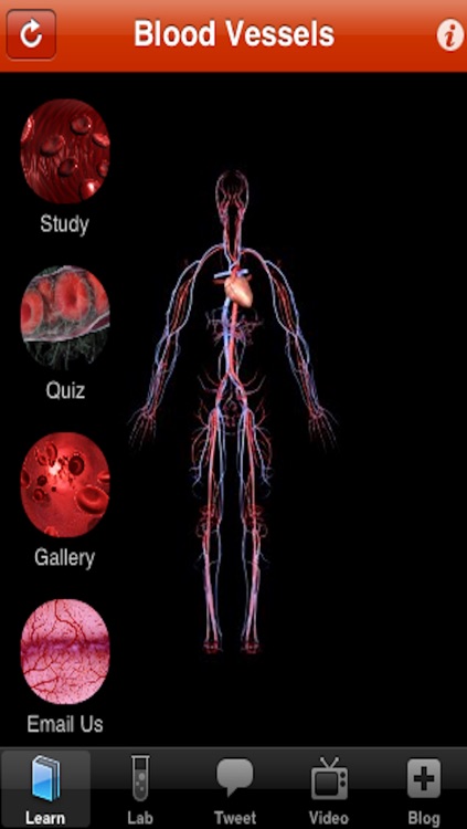 Blood Vessel