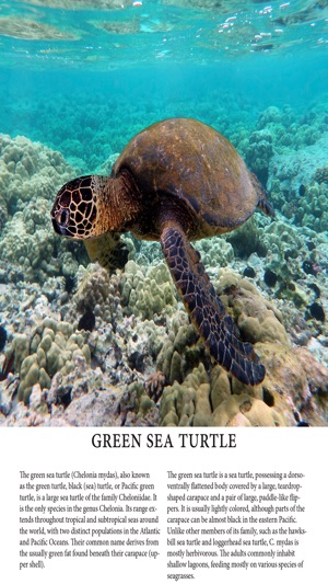 Turtle Magazine(圖2)-速報App