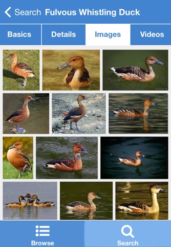 Regional Birds screenshot 2