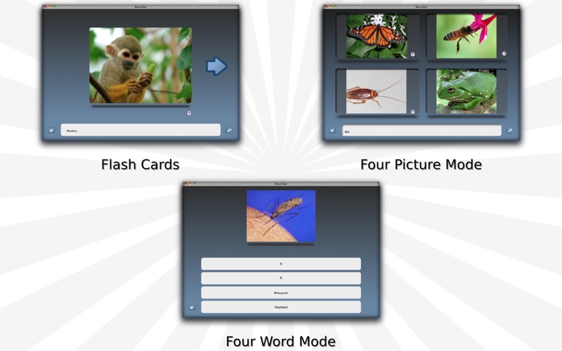 NounStar - Spanish Language Study thumbnail 1