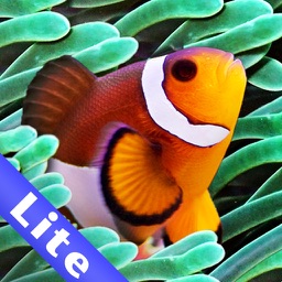 Colorful Aquarium Lite