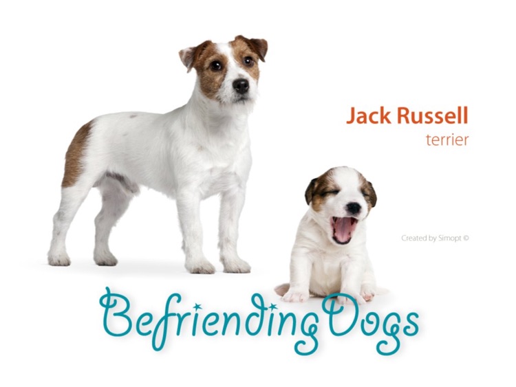Befriending Dogs - Jack Russell terrier