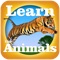 Animals of the world for kids