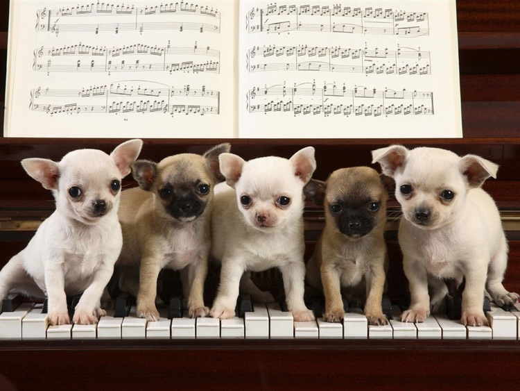Cute Puppy Wallpaper